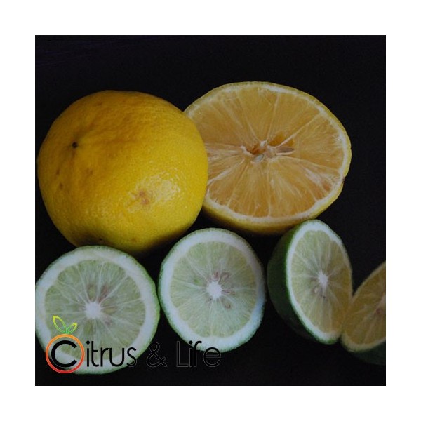 Buy Bergamot Fresh Citrus Fruit Citrus Life